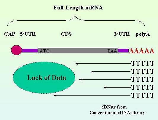 Full-Length mRNA
