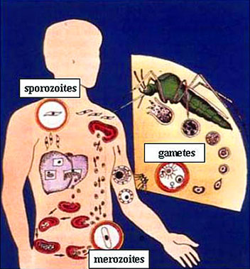 Complex Life Cycle of Malaria Parasite
