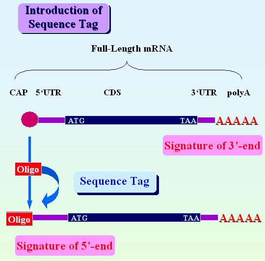 Introduction of Sequence Tag