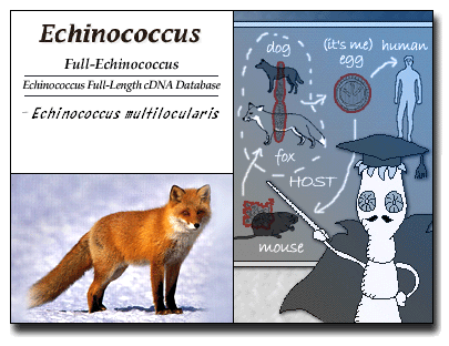 Echinococcus Full-Length cDNA Project (Echinococcus multilocularis)